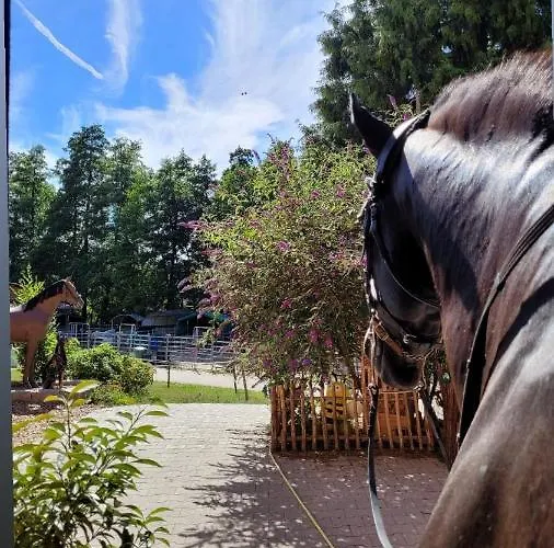 Auf Dem Lusitanohof Jaeger Furth (Hessen)